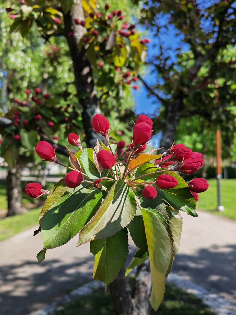 Honor Magic4 Pro, esimerkkikuva, telekamera